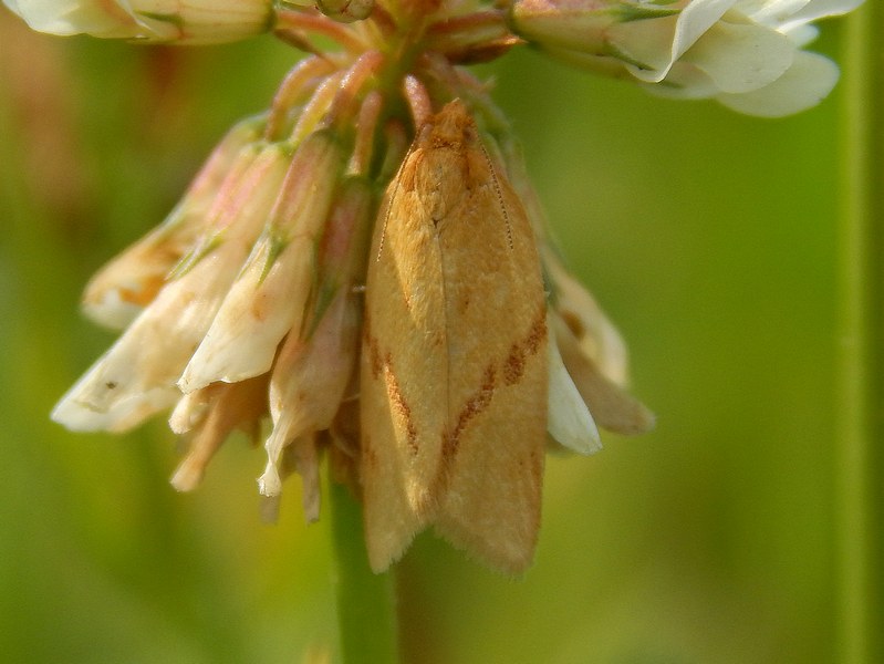 Tortricidae (?) 2 da ID